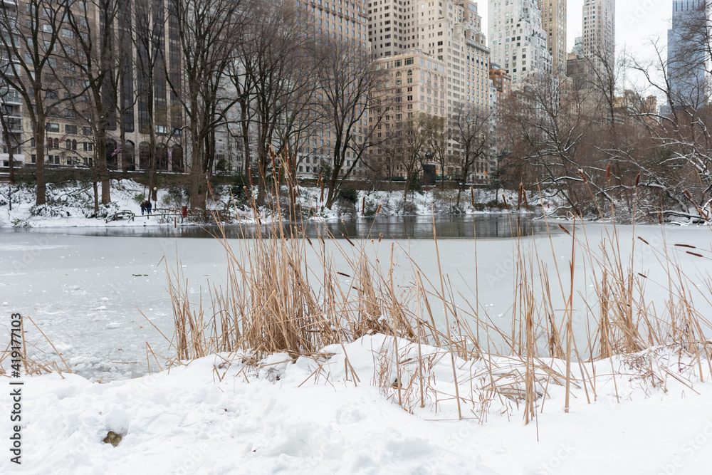 Reeds along the Shore of the Pond at Central Park during the Winter with Snow and Ice in New York City