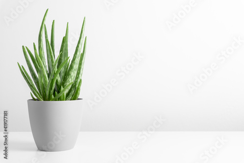 Aloe vera in pot on white table. Front view. Place for text, copy space, mockup