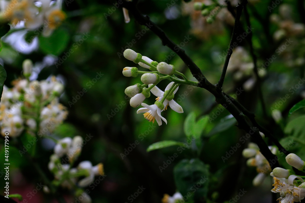 Grapefruit blossoms