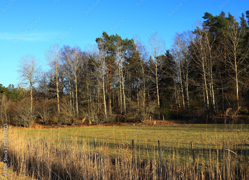 Fototapeta premium A Swedish forest side during the spring. Nice weather outside. Clear blue sky and many trees next to a meadow. Stockholm, Sweden, Europe.