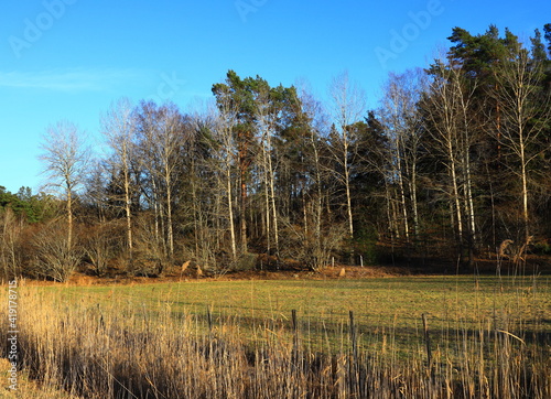 A Swedish forest side during the spring. Nice weather outside. Clear blue sky and many trees next to a meadow. Stockholm  Sweden  Europe.