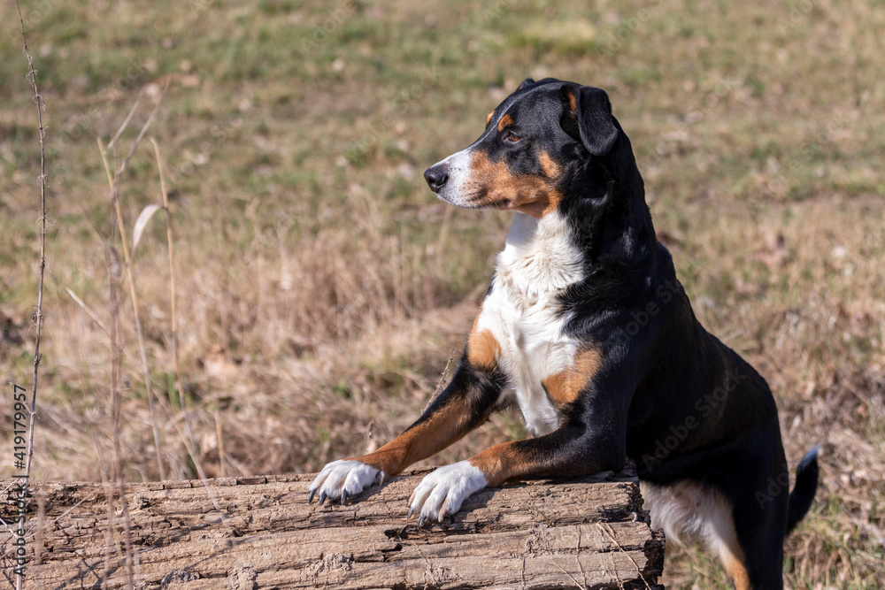 Dog standing on tree trunk, appenzeller sennenhund Dog standing on tree trunk, appenzeller sennenhund