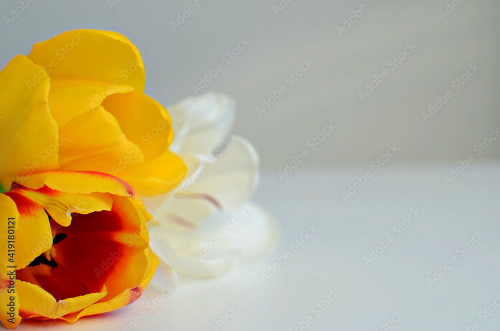 Obraz premium Multicolored bouquet of tulips close up on white background, copy space