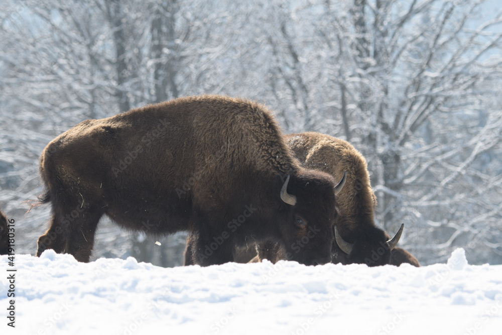 captive bison in snow at the Bison Ranch in Les Prés d'Orvin, Swiss Jura captive bison in snow at the Bison Ranch in Les Prés d'Orvin, Swiss Jura