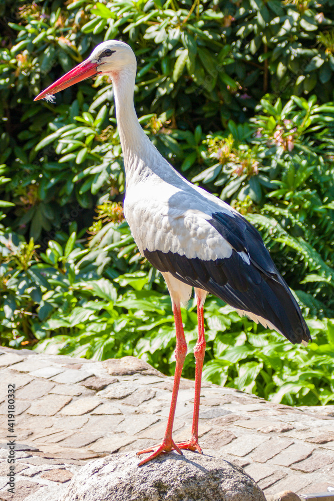 Fototapeta premium Storch