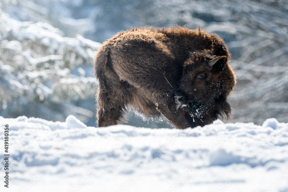young captive bison in snow at the Bison Ranch in Les Prés d'Orvin, Swiss Jura young captive bison in snow at the Bison Ranch in Les Prés d'Orvin, Swiss Jura