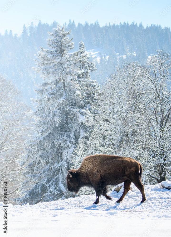 captive bison in snow at the Bison Ranch in Les Prés d'Orvin, Swiss Jura captive bison in snow at the Bison Ranch in Les Prés d'Orvin, Swiss Jura