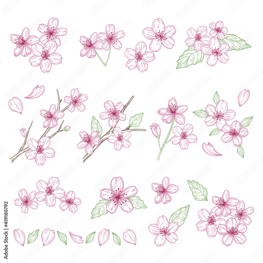 Cherry blossoms illustration materials set