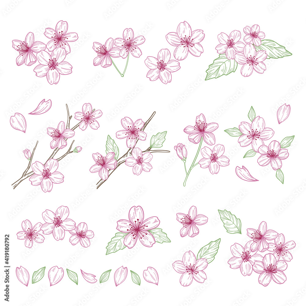 Cherry blossoms illustration materials set Cherry blossoms illustration materials set