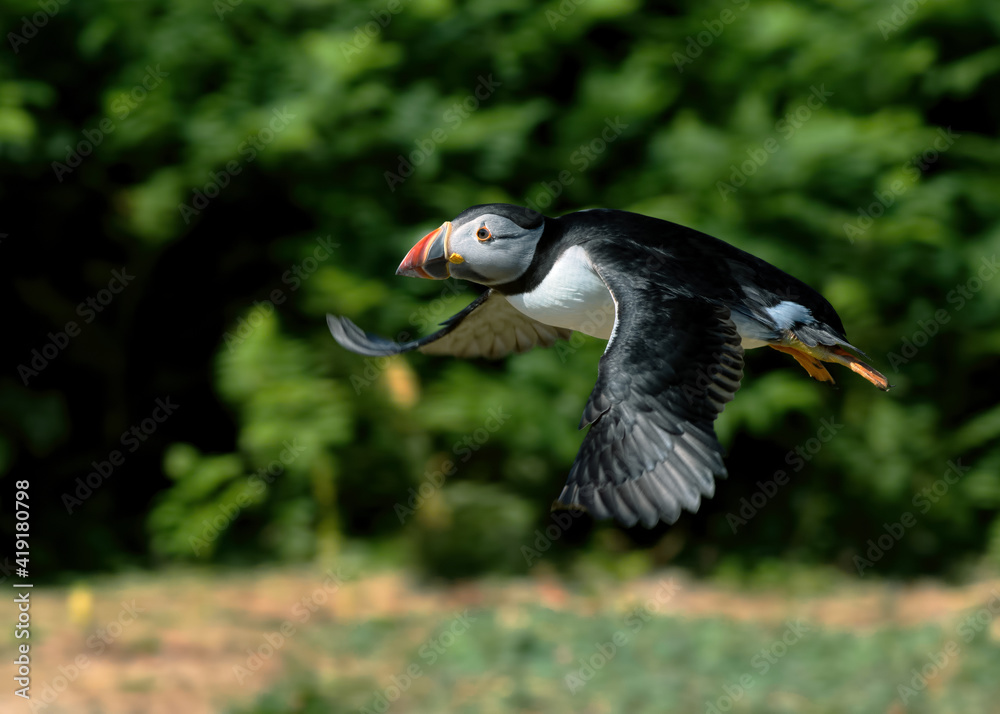 Obraz premium Puffin in flight