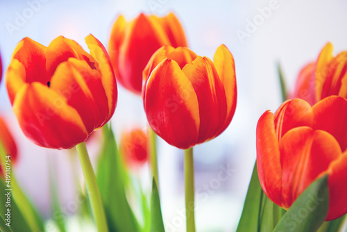 A bouquet of red yellow tulips in a vase on table at sunny spring day on bright flower background