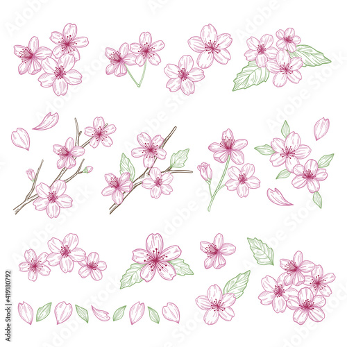 Cherry blossoms illustration materials set