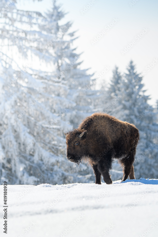 young captive bison in snow at the Bison Ranch in Les Prés d'Orvin, Swiss Jura young captive bison in snow at the Bison Ranch in Les Prés d'Orvin, Swiss Jura