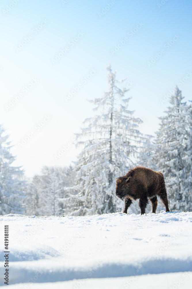 captive bison in snow at the Bison Ranch in Les Prés d'Orvin, Swiss Jura captive bison in snow at the Bison Ranch in Les Prés d'Orvin, Swiss Jura