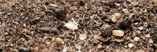 soil for cactus close-up, shallow depth of field, macro photography, banner concept © Alex