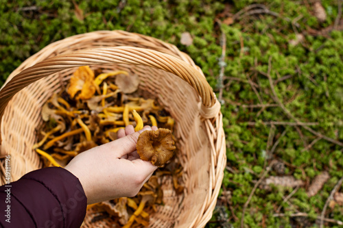 Person holding up mushroom from the basket  which is filled with craterellus tubaeformis  also known as yellowfoot  winter mushroom or funnel chanterelle . Photo taken in the forest in Sweden.