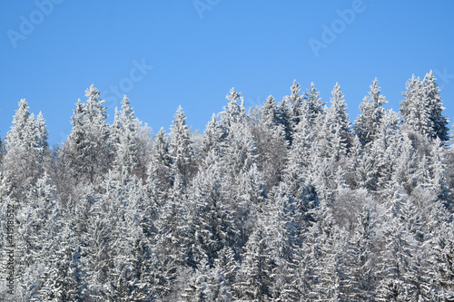 frosty winter forest at Prés-d'Orvin