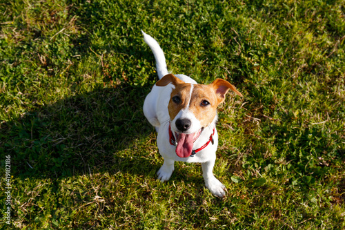 Funny little jack russell terrier pup playing in the park on a juicy green lawn. Adorable doggy with tongue hanging out resting on a grass after playing on nice summer evening. Copy space, background.