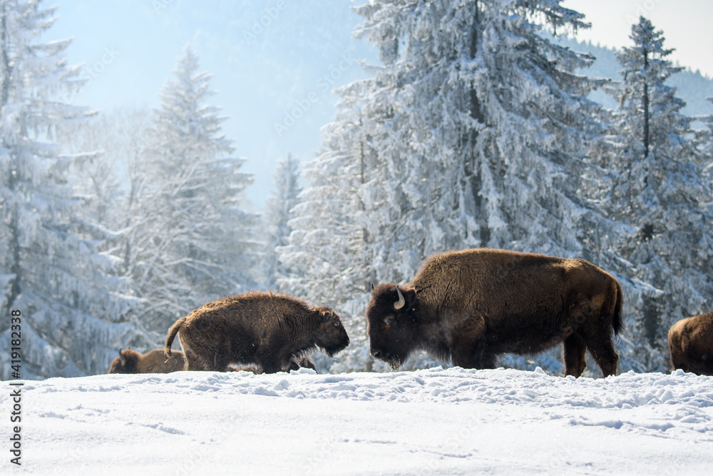captive bisons in snow at the Bison Ranch in Les Prés d'Orvin, Swiss Jura captive bisons in snow at the Bison Ranch in Les Prés d'Orvin, Swiss Jura