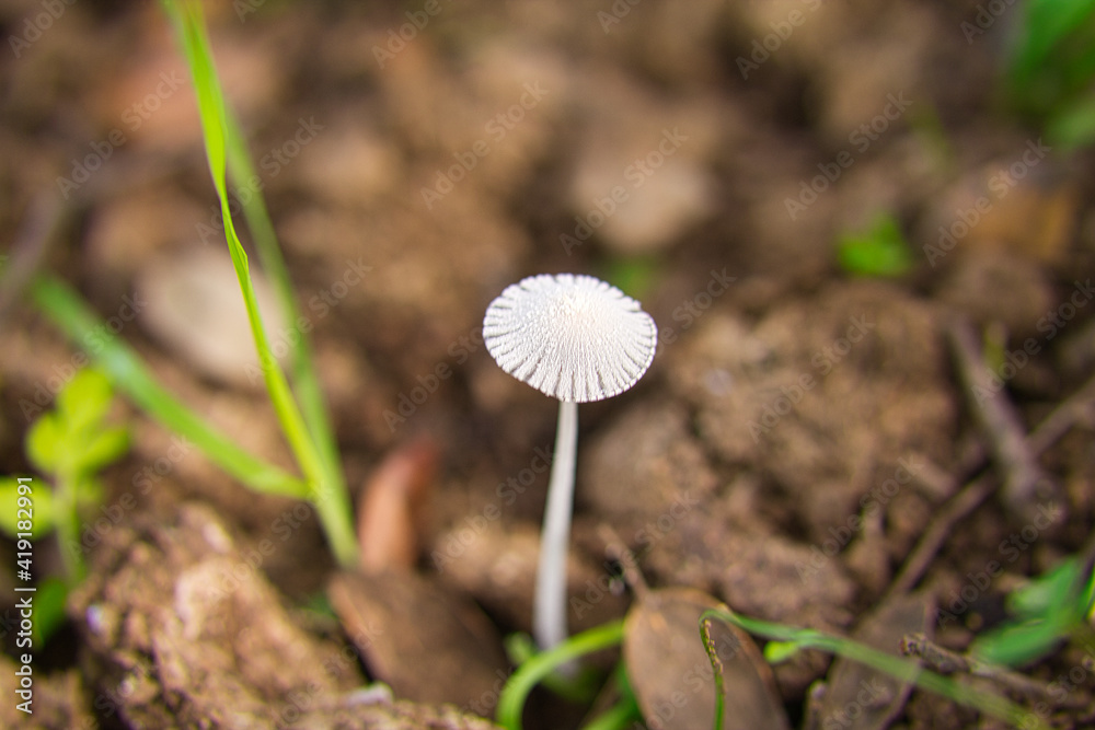 mushroom growing in dry tree bark. Scientific name Parasola leiocephala mushroom growing in dry tree bark. Scientific name Parasola leiocephala