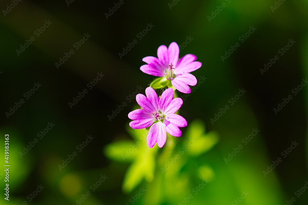 Bouquet with two purple daisies in spring. Background out of focus and main subject in focus. Selective focus and bokeh effect Bouquet with two purple daisies in spring. Background out of focus and main subject in focus. Selective focus and bokeh effect