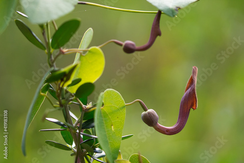 Plant with the scientific name Aristolochia baetica in te foreground. Background out of focus. photo