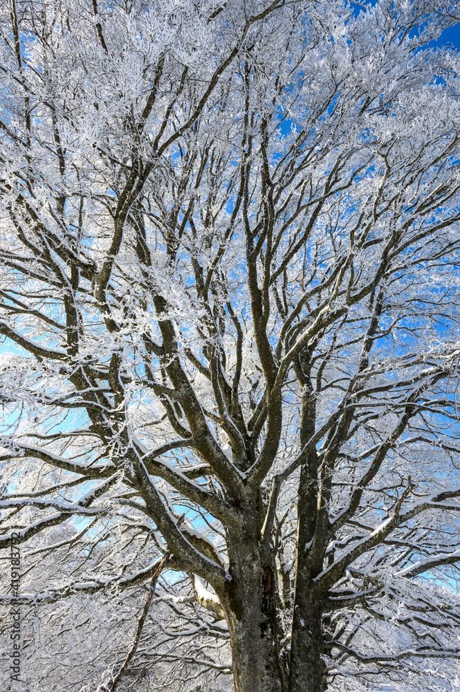 frozen tree in dreamy winter landscape in Les Prés d'Orvin, Swiss Jura frozen tree in dreamy winter landscape in Les Prés d'Orvin, Swiss Jura