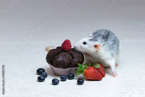 A cute and funny decorative white gray rat sniffs and wants to eat a delicious baked cupcake or muffin. Juicy strawberries and blueberries lie nearby. Rodent laboratory close-up.