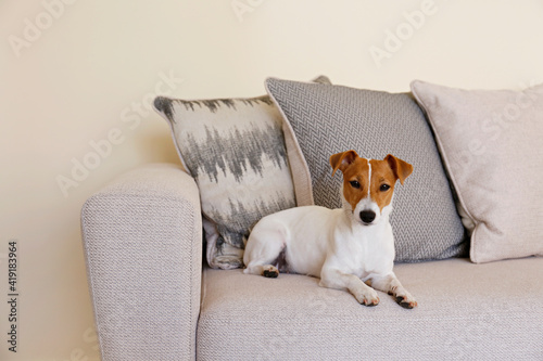 Curious Jack Russell Terrier puppy looking at the camera. Adorable doggy with folded ears, alone on the couch at home. Vase with flowers on coffee table. Close up, copy space, cozy interior background