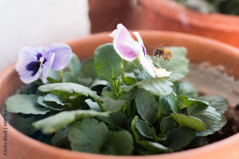 Una abeja volando cerca de unas flores de pensamiento de colores moradas y  amarillas. Un abejorro extrayendo polen de una flor de una maceta foto de  Stock | Adobe Stock