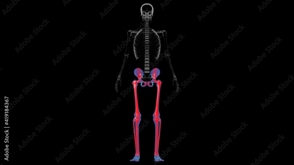 Human Skeleton Lower Limbs Anatomy 3D Human Skeleton Lower Limbs Anatomy 3D