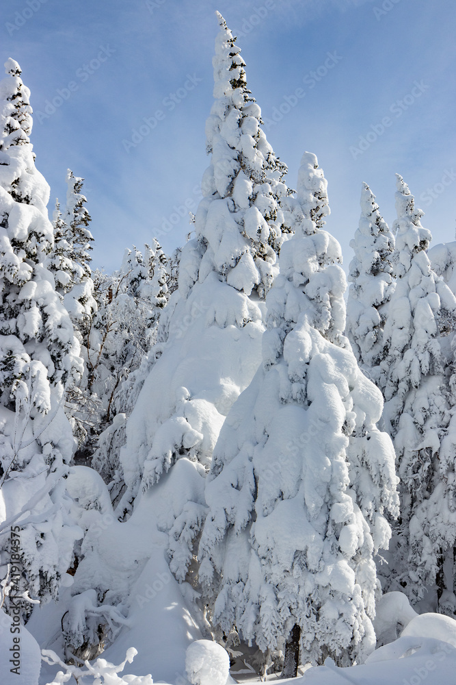 A snowy pine in winter