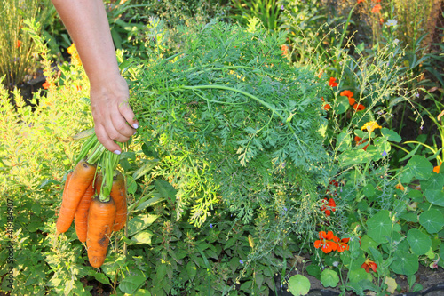 fresh carrots only from the garden in your hand