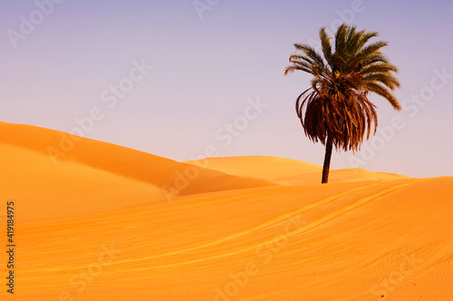 Solitary Palm Tree Growing In The Hot Desert Sand  Sahara Desert  Li
