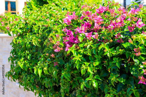 Beautiful blooming bougainvillea in garden © olyasolodenko