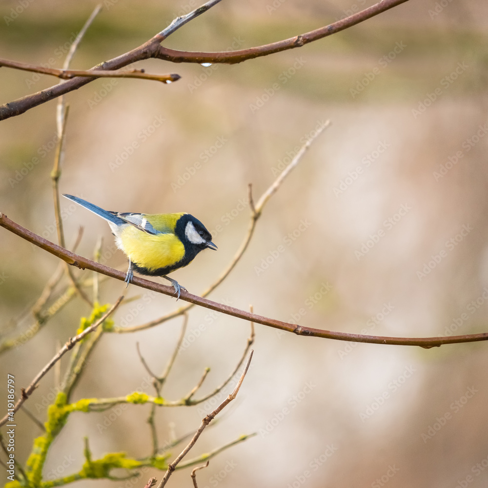 great tit perching on a small twig great tit perching on a small twig