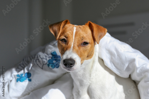 Cute Jack Russel terrier puppy with big ears sitting on a bed covered with blanket. Small adorable doggy with funny fur stains lying in adorable positions. Close up, copy space, background. © Evrymmnt