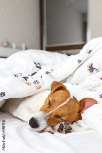 Cute Jack Russel terrier puppy with big ears sleeping on a bed covered with blanket. Small adorable doggy with funny fur stains lying in adorable positions. Close up, copy space, background. © Evrymmnt