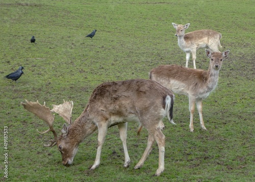 beautiful fallow deer sharing space with jackdaws