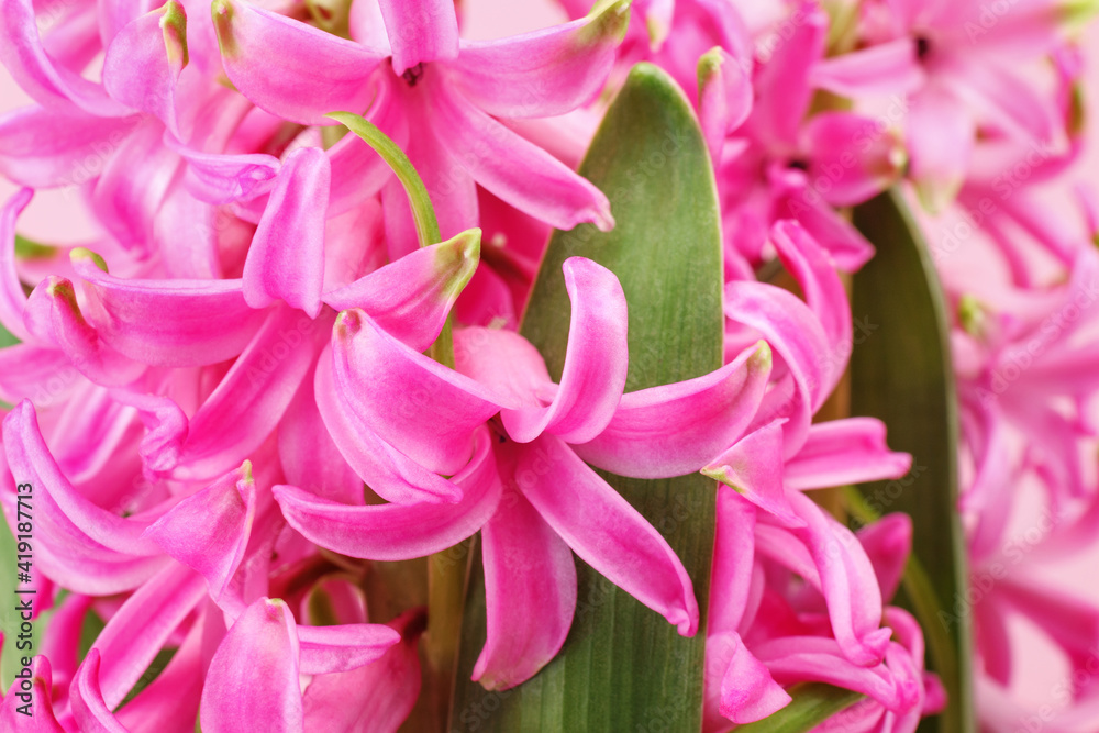 Close up of pink Hyacinth flowers as background. First spring fragrant flowering plant.