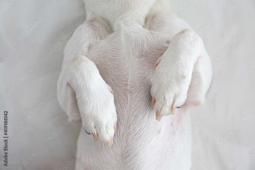 Cropped shot of jack russell terrier lying on the back in a bunny pose. Close up image of adorable small paws of a pup. Close up, copy space, top view, background.