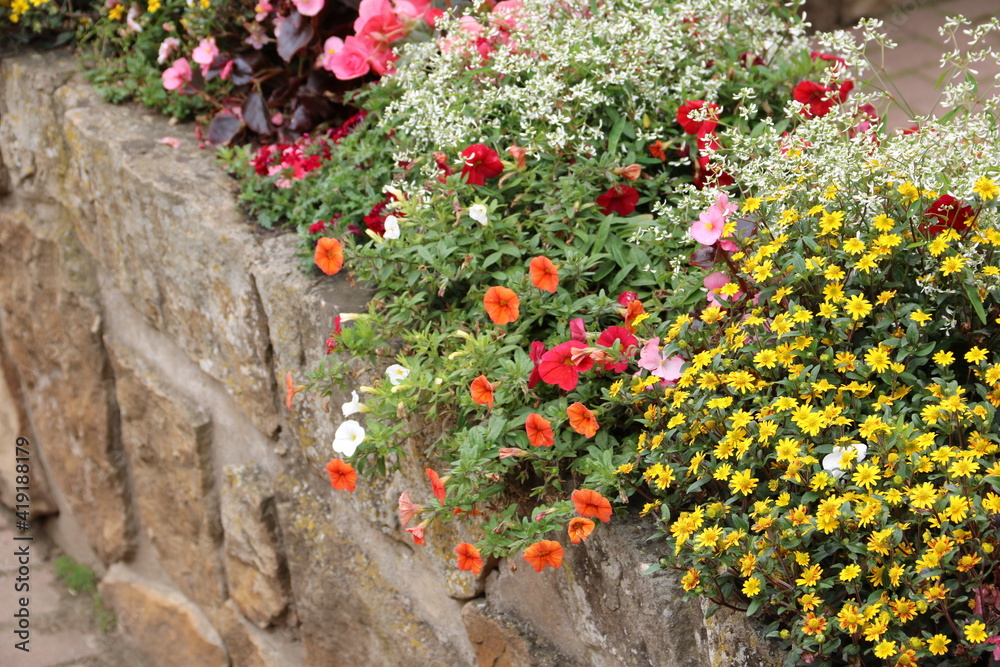 Naklejka premium Bunte Blumen blühen auf bepflanzter Mauer