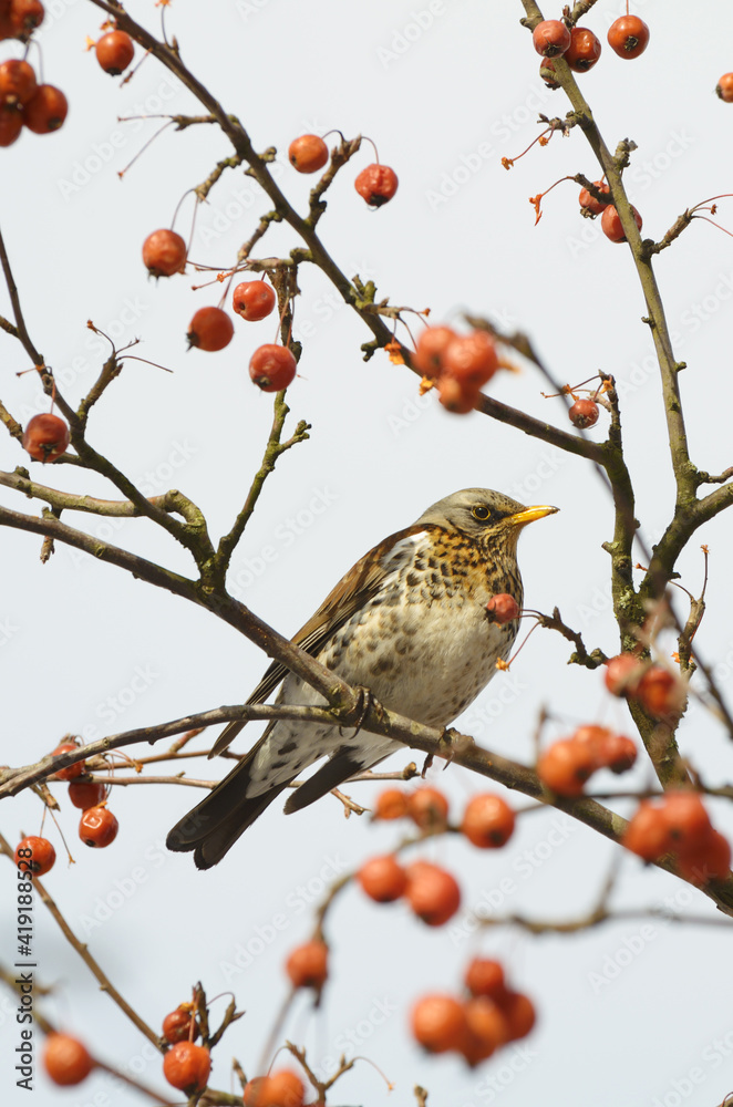 Bird Thrush who loves to eat mountain ash.