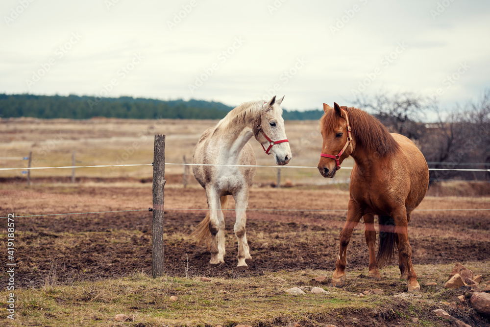 Dirty horses in a muddy riding arena Dirty horses in a muddy riding arena