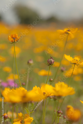 flowers on a meadow