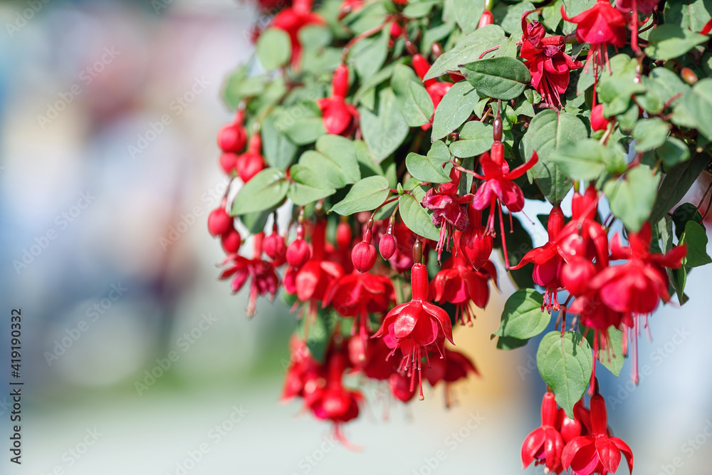 many red fuchsia flowers hanging down from a branch many red fuchsia flowers hanging down from a branch