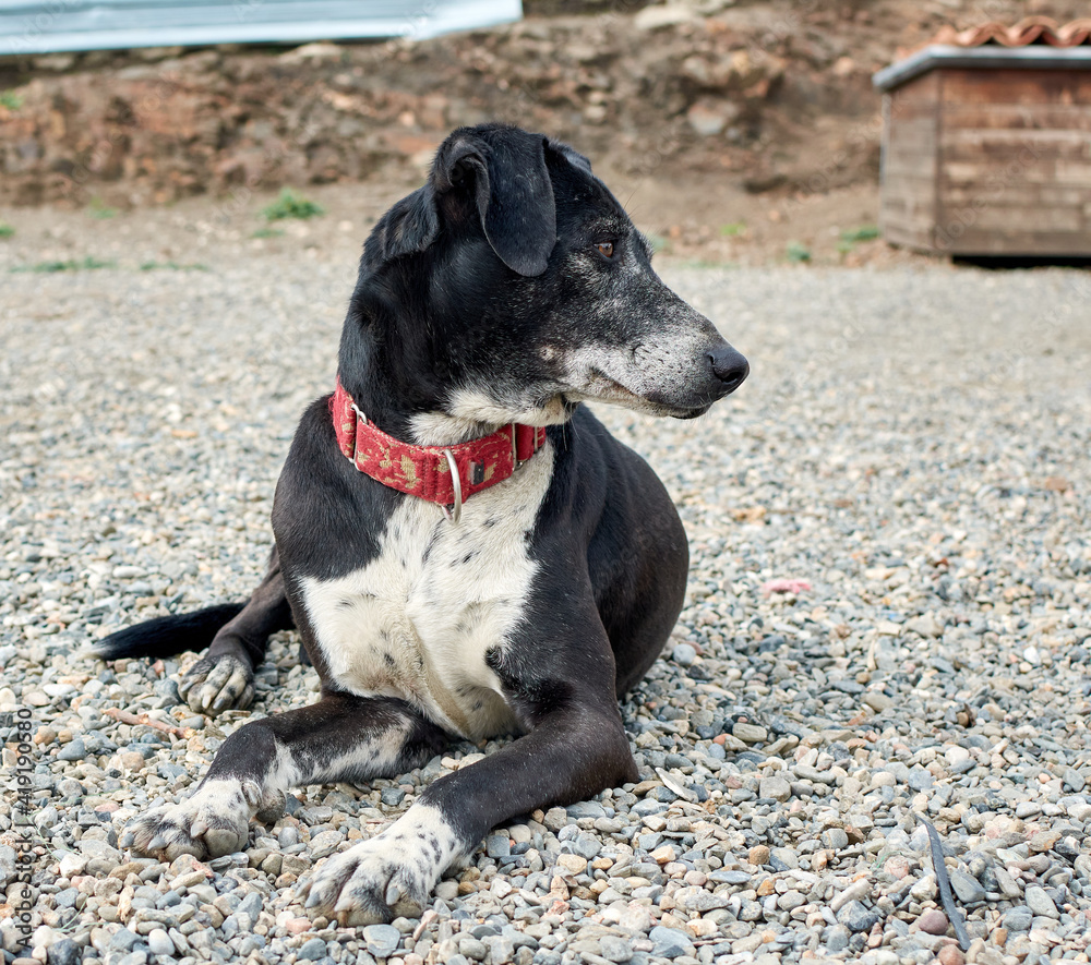 A closeup of a cute Staffordshire bull terrier dog with a red collar lying on pebbles and looking on the side
