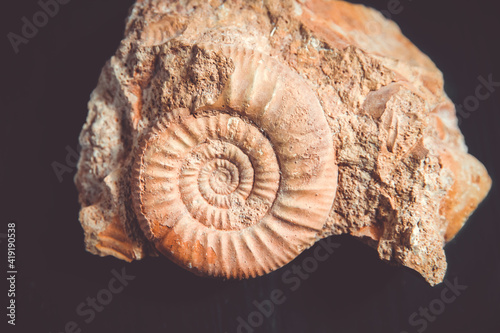 Ammonite fossil isolated on a black background