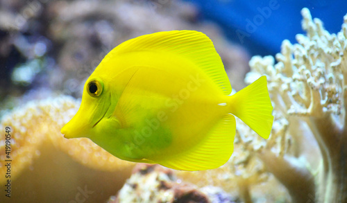 yellow tang fish