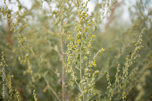 Blooming Artemisia absinthium wormwood herbal plant in a field.